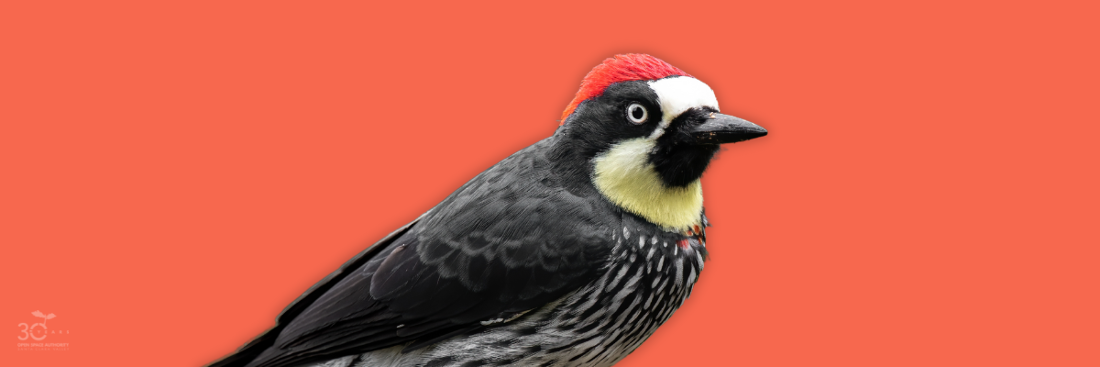 0 - Red - Woodpecker-1