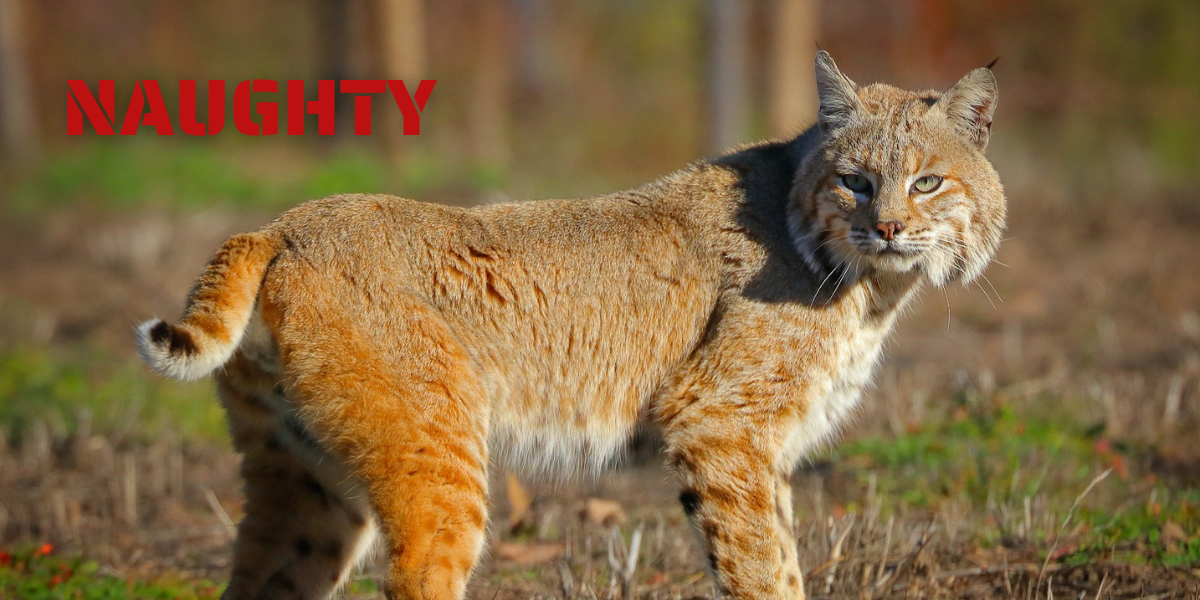 Naughty and Nice Wildlife Naughty and Nice Wildlife