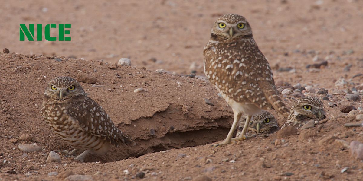 11-burrowing owl