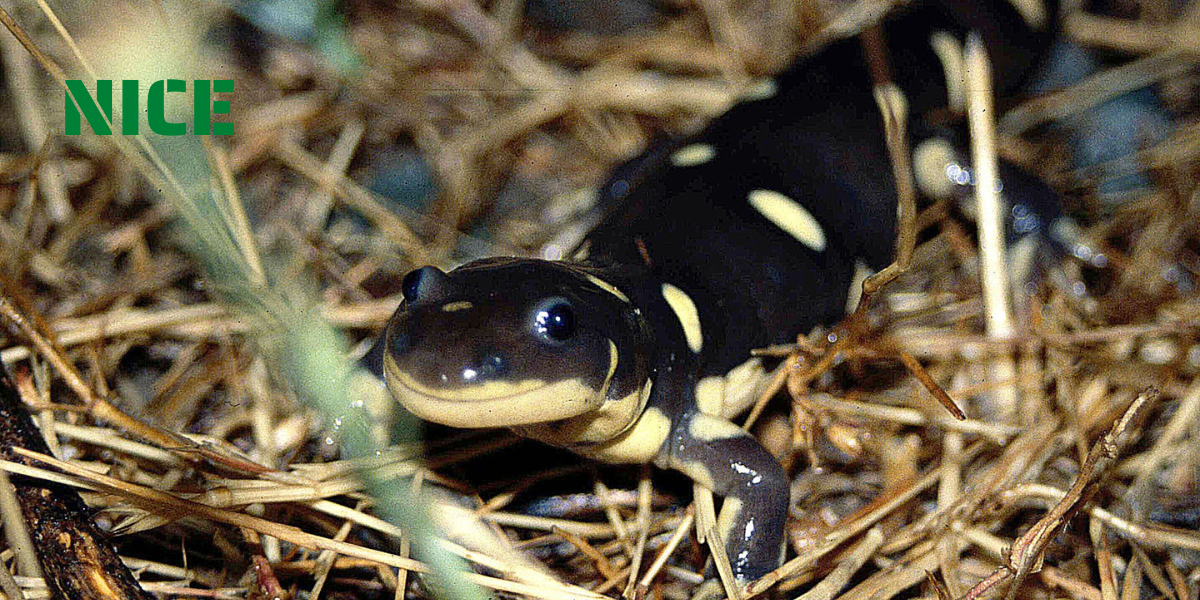 16-tiger salamander