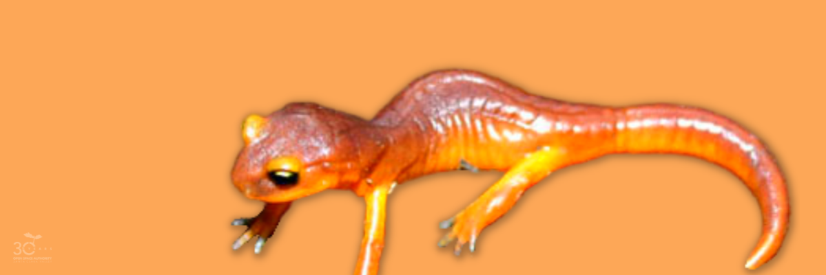 2 - Orange - Ensatina-1