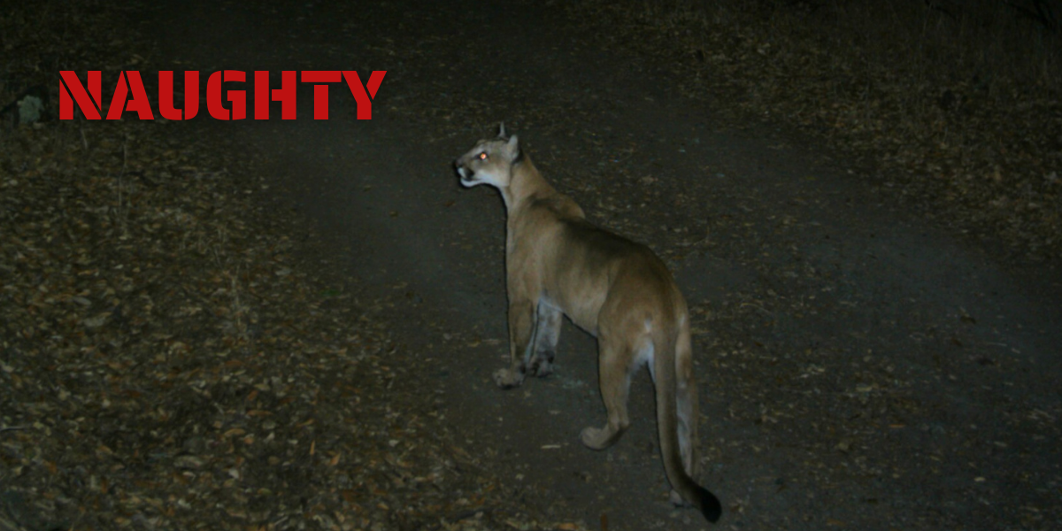 Naughty and Nice Wildlife Naughty and Nice Wildlife