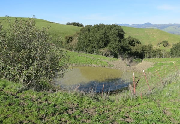 Coyote Ridge Stock Pond 2016