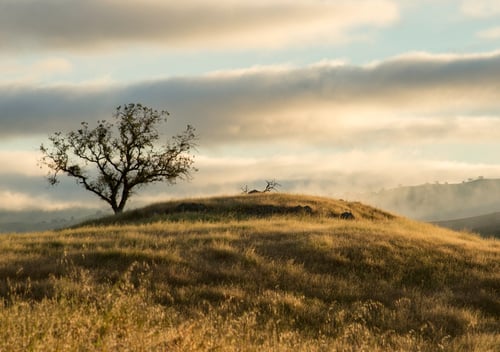 Lone oak tree on top of grassy covered hill under cloudy sky