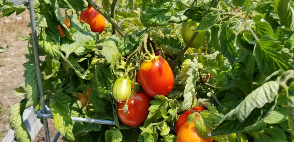 Tomato plant with red and green tomatoes
