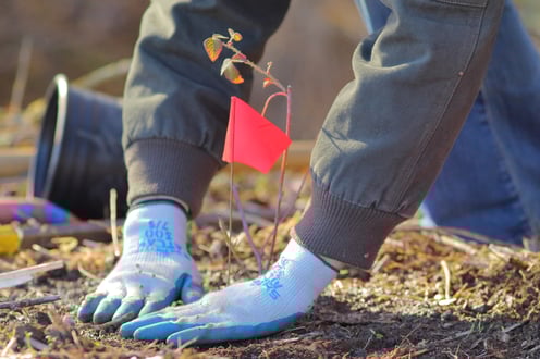 Hands placing plant in soil