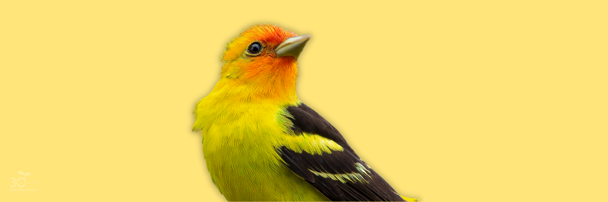 3 - Yellow - Western tanager