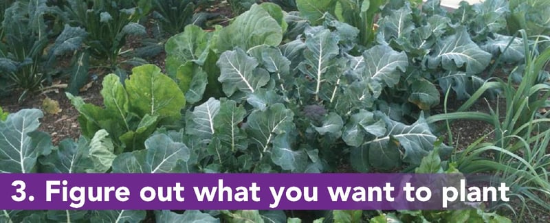 3. Figure out what you want to plant