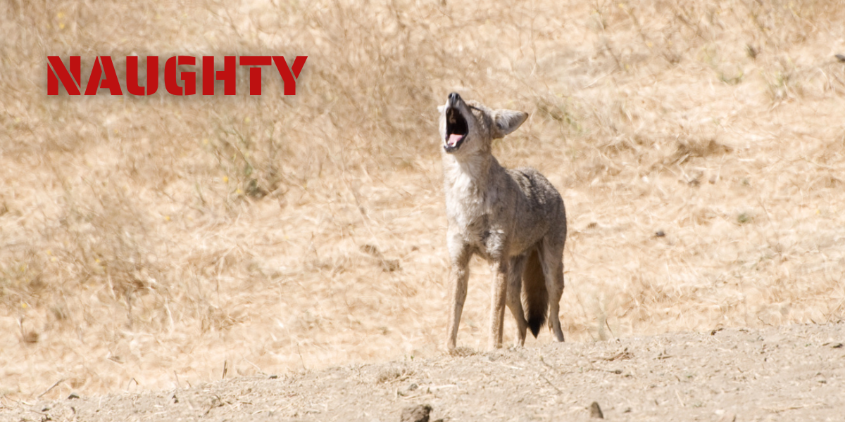 Naughty and Nice Wildlife Naughty and Nice Wildlife