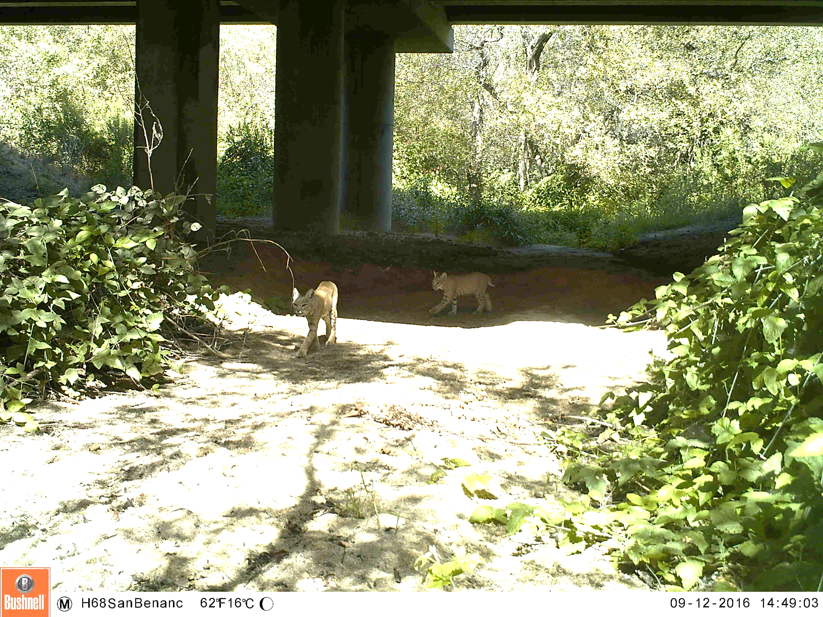 3b San Benancio Bobcat & Kitten