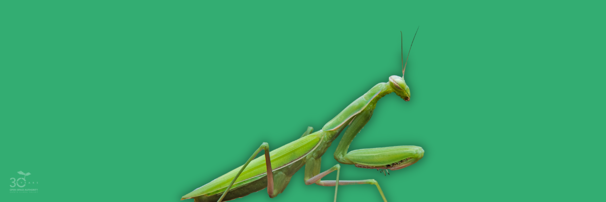 4 - Green - Mantis