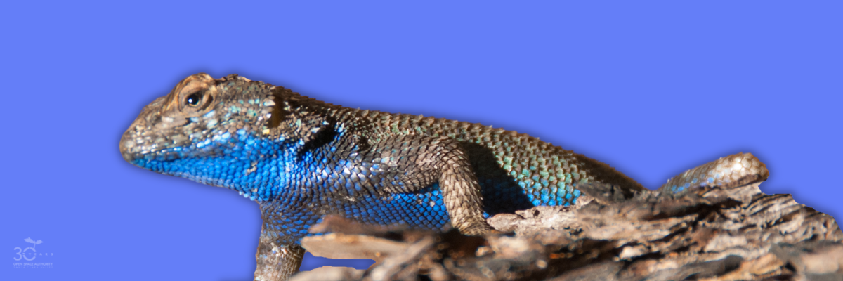 5 - Blue - Western fence lizard