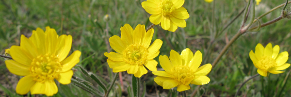 5 - buttercups