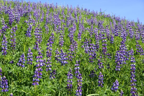 5-31 - lupine 04 - JScanlon - 4-08 ORIG