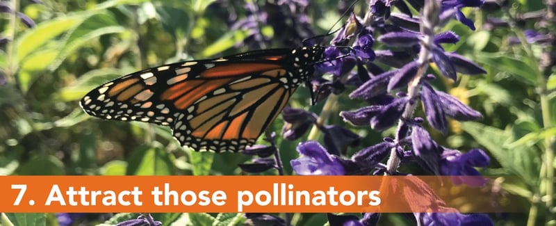 7. Attract those pollinators