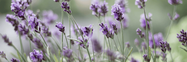 8 - Lavender - Canva