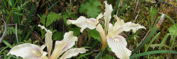 9 - fernalds iris