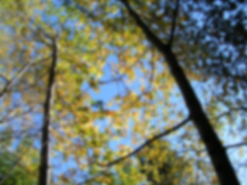 Blurry image of tall trees
