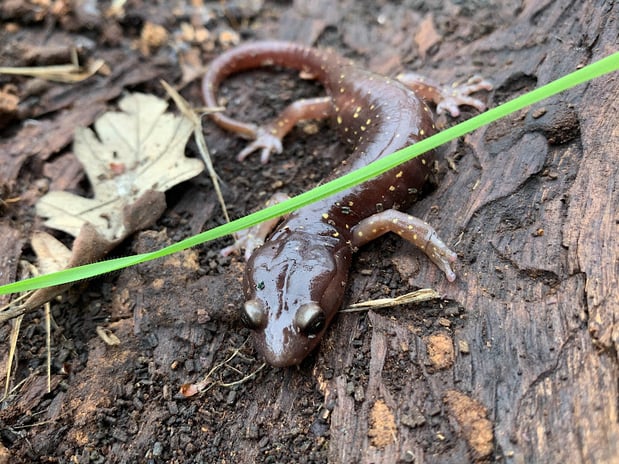 Arboreal Salamander khill LSCE