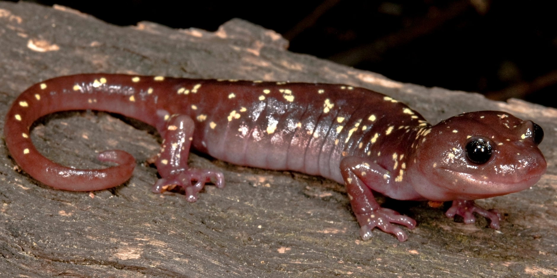 Arboreal salamander - Canva - 1-1