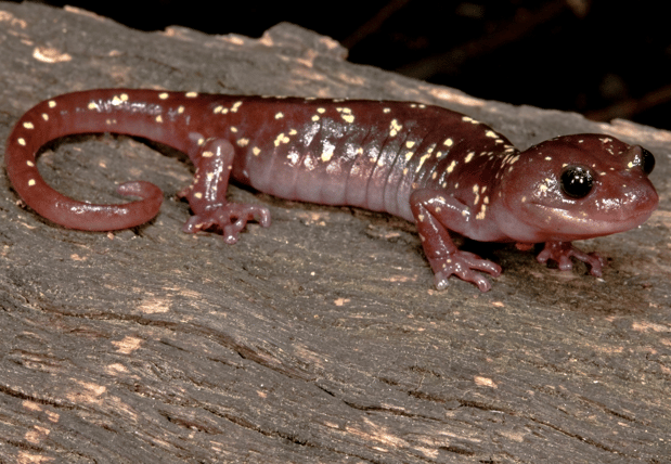 Arboreal salamander - Canva - 1
