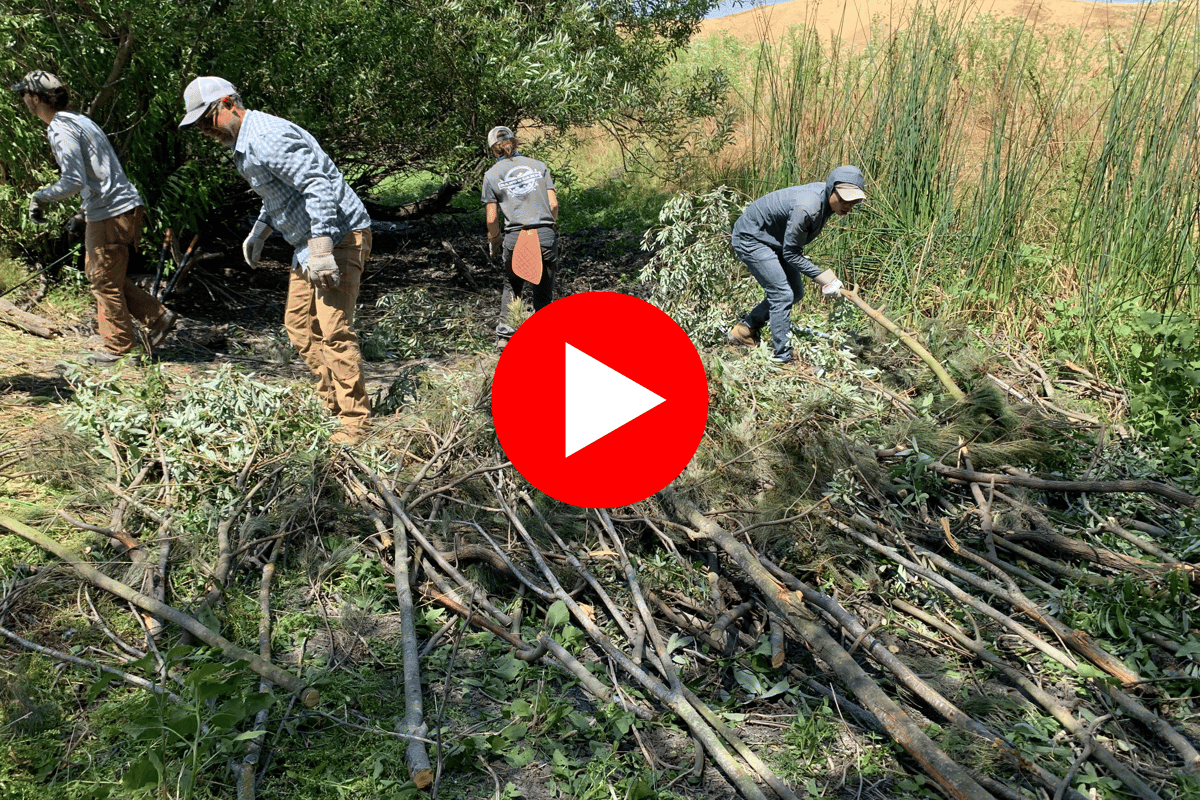 BDA video image