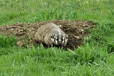Badger (newsletter)