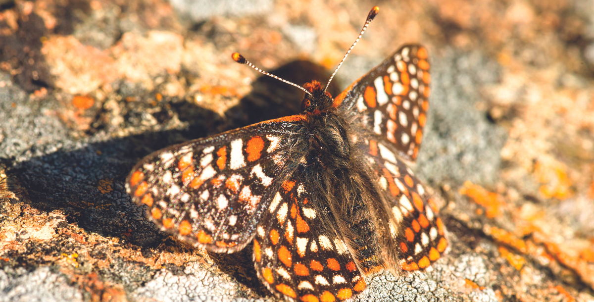 Bay Checkerspot Butterfly_Derek Neumann - blog post