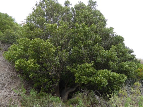Bay Laurel_Margo Bors
