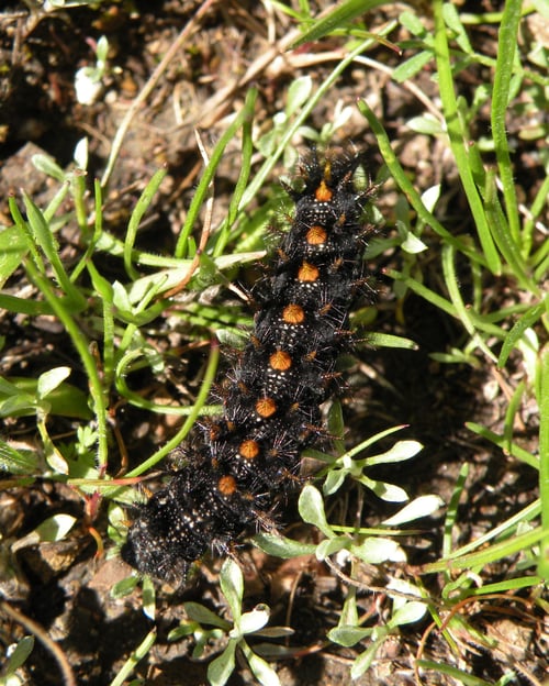 Bay checkerspot caterpillar - Stu Weiss