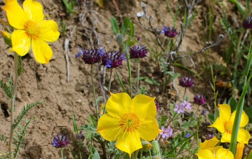 Blazing Star - Chia - Wildflowers - Sam Drake - May2014 (2)