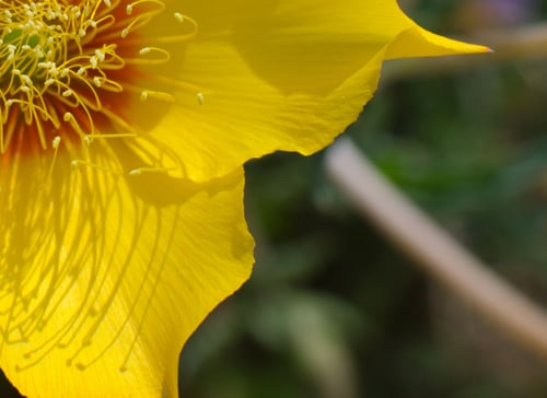 Who am I? Close-up of yellow petals
