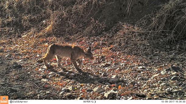 Bobcat at Coyote Valley Open Space Preserve on 10-8-17_preview