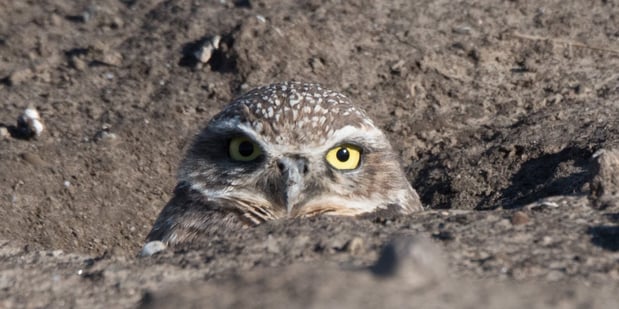 burrowing owl - eileen johnson photography