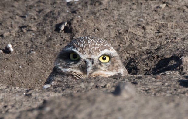 burrowing owl - eileen johnson photography