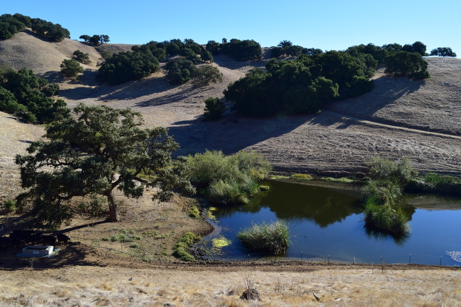 diablo-foothills-open-space-preserve