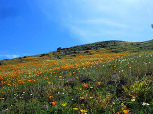 Rancho Canada del Oro - Blair Ranch - Wildflowers - CD - 05-01-2014