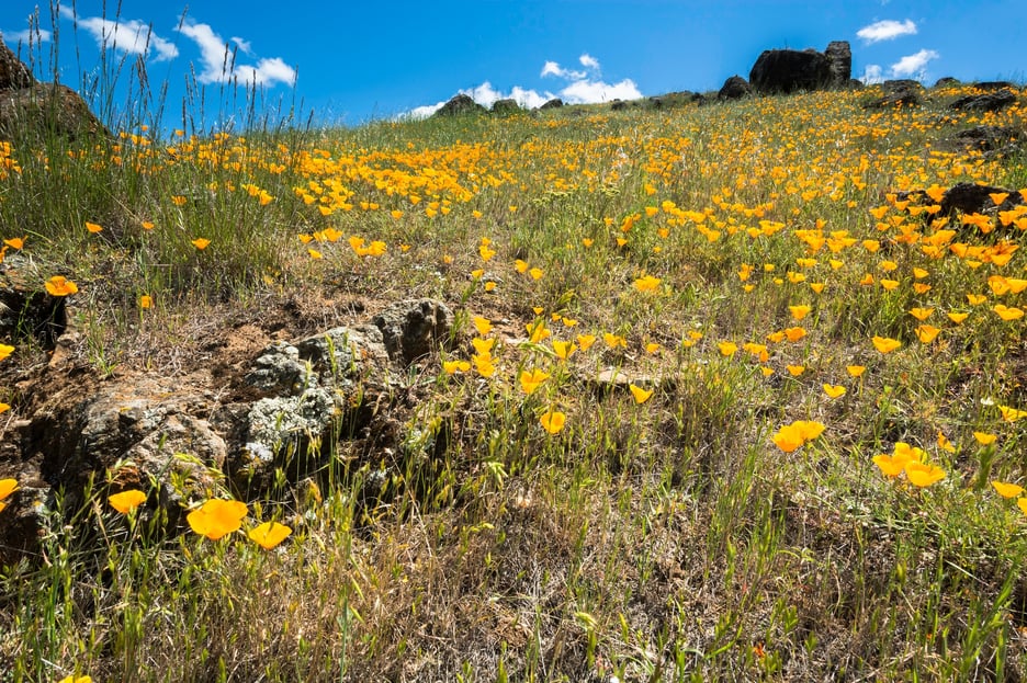 Where to View Wildflowers 2020