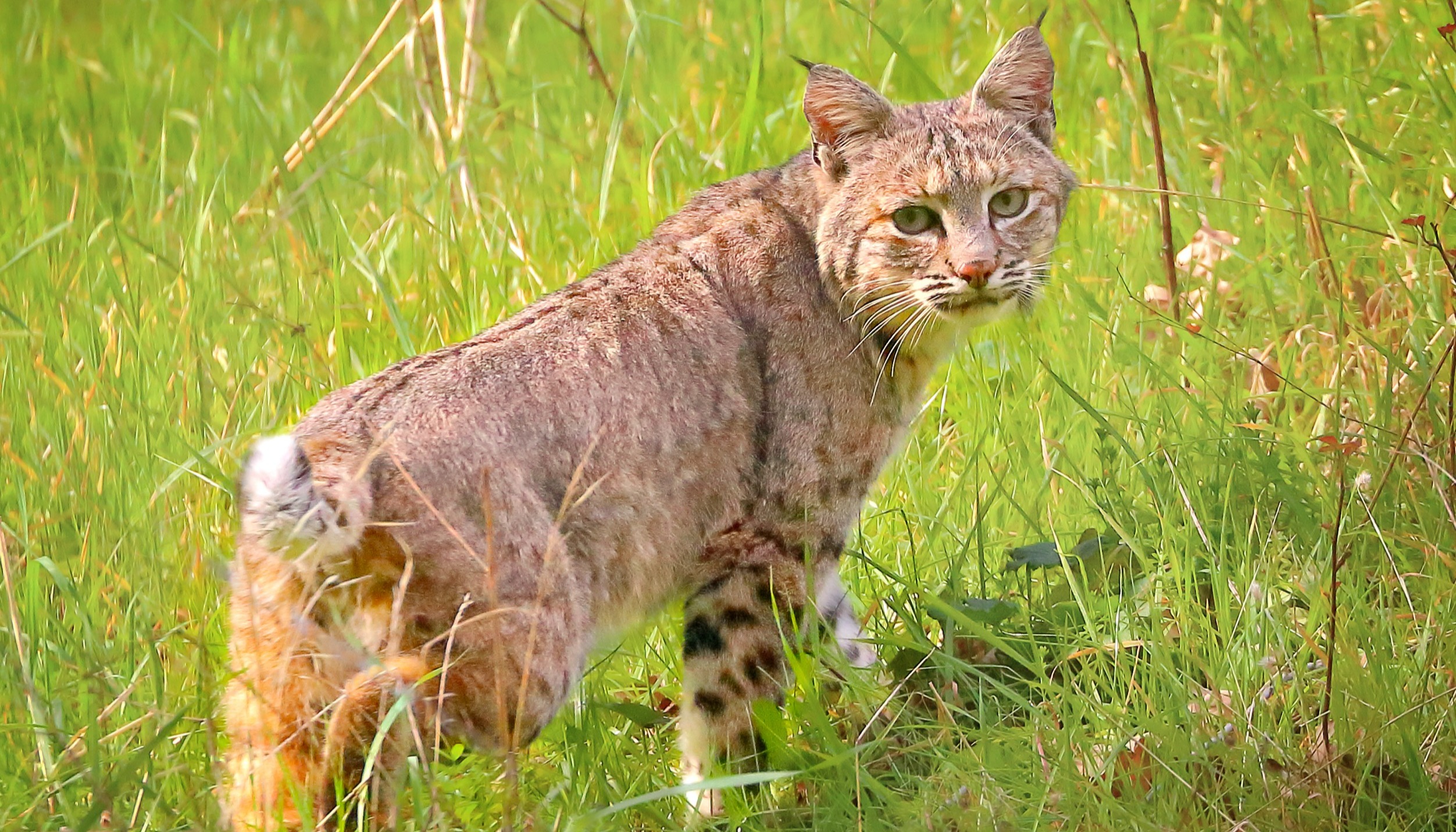 Bobcat - David Mauk - 2022-02