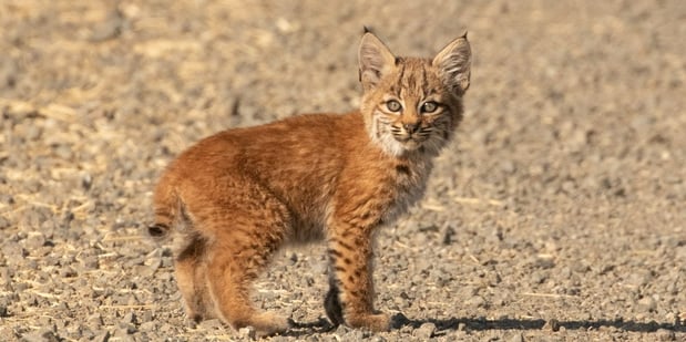 Bobcat Kitten - USFWS-1