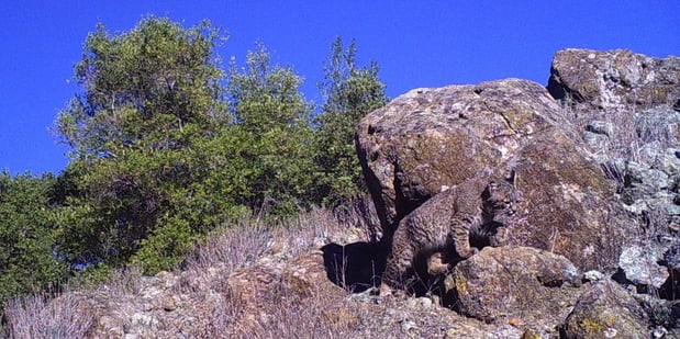 Bobcat camoflage - OSA - 11-21-2012-1