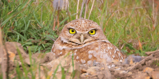 Burrowing Owl DMauk