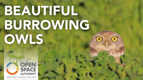 Burrowing Owls Thumbnail