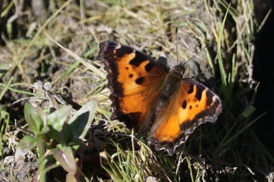 A California tortoiseshell butterfly displays its wings while resting on the ground.