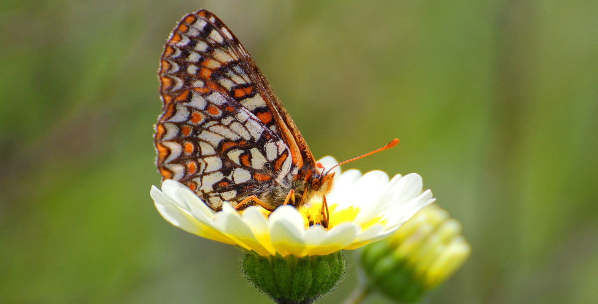 CRID - Bay Checkerspot Butterfly - D.Mauk - Mar-31-2018 - blog post