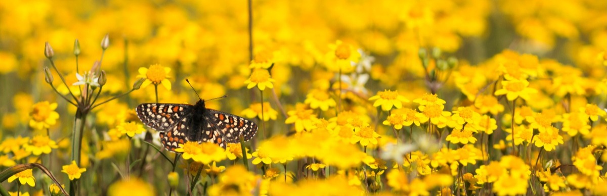 CRID - Bay checkerspot butterfly - D-Neumann-1