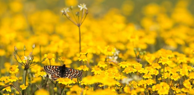 CRID - Bay checkerspot butterfly - D.Neumann-1