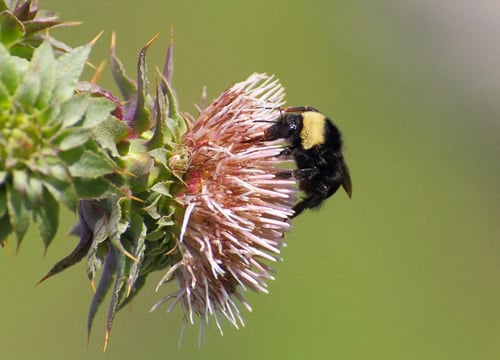 Bumblebee on the flower of a Mount Hamilton thistle