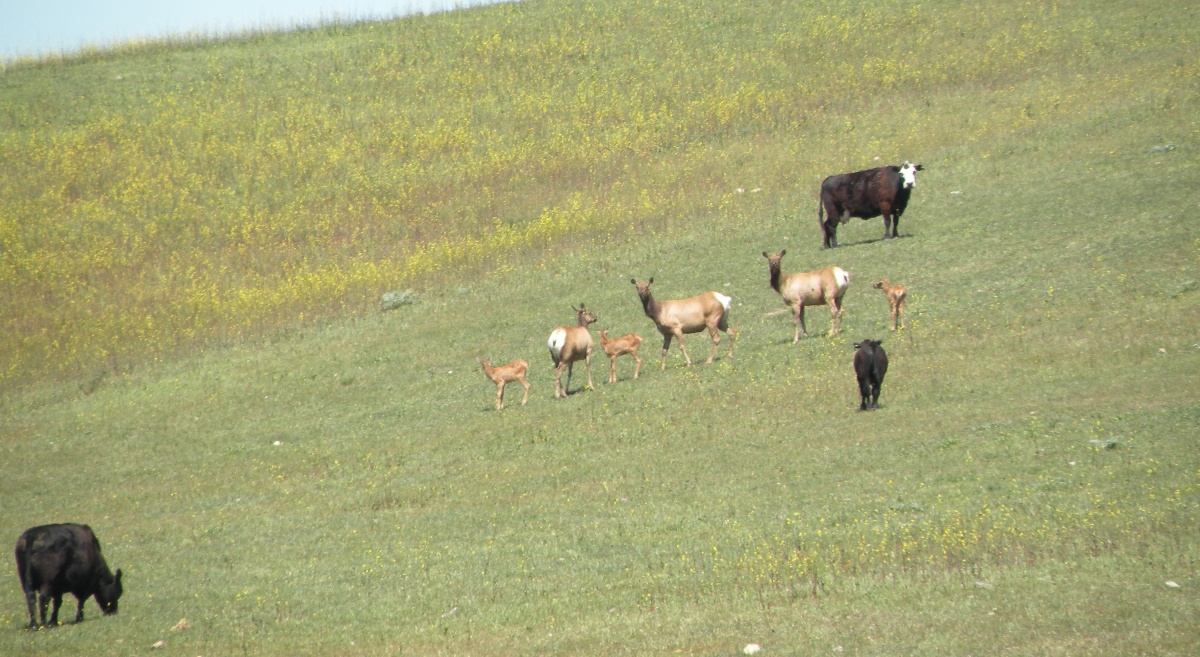 CRID - Elk and cows - UNK-1