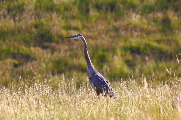 CRID - Great Blue Heron - D.Mauk - Mar-30-2018 - 1